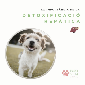 detoxificació hepàtica gossos