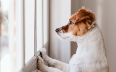 Ansietat per separació en gossos: consells pràctics