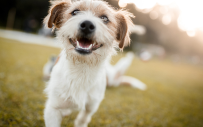 Detoxificació hepàtica en gossos: protegint la salut del teu pelut