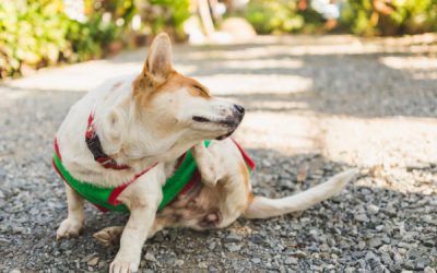 Dermatitis atòpica en gossos: símptomes i tractament a través de la veterinaria integrativa