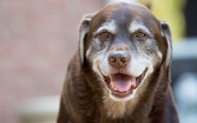 Consells de salut per a gossos sènior: com donar-los una vida de qualitat
