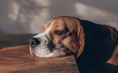 Símptomes de la depressió canina i què podem fer