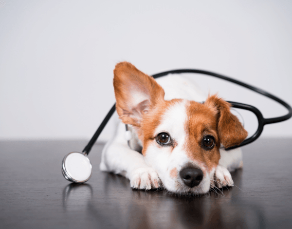 perro-veterinario-estres