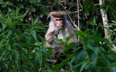 🐒 Día Mundial del Mono: cuando los primates inspiraron la zoofarmacognosia 🌿