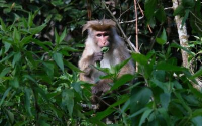 🐒 Dia Mundial del Mico: quan els primats van inspirar la zoofarmacognosi 🌿